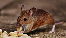 24 Hour & Emergency Exterminators in Wernersville, PA